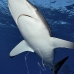 shark_silky_far_jar_v_0497_cub5573.jpg